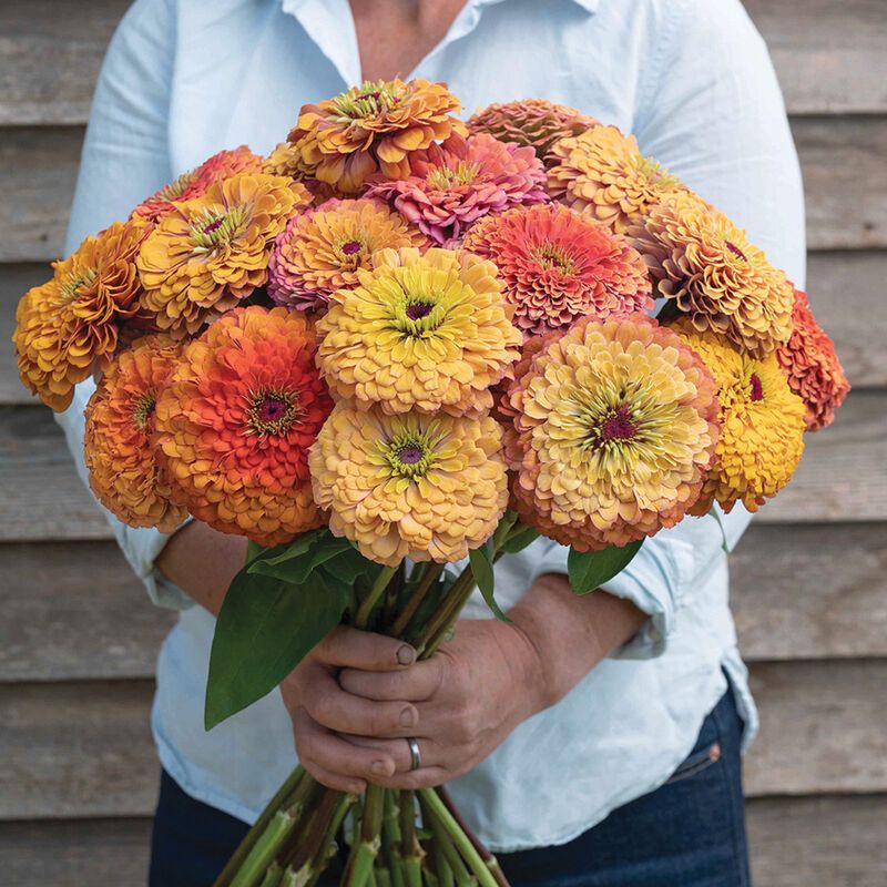 Zinnia, &#39;Aurora&#39;, annual, 2 1/3&quot; Eco Pot