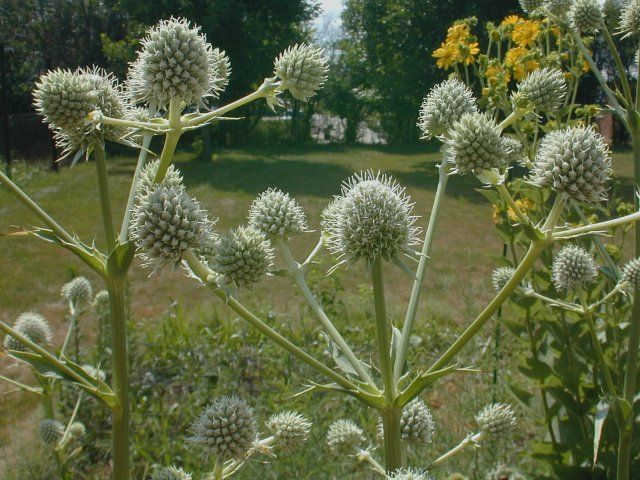 Sea Holly, Eryngium yuccifolium, Rattlesnake Master, NATIVE, perennial, 3 1/8" Eco Pot
