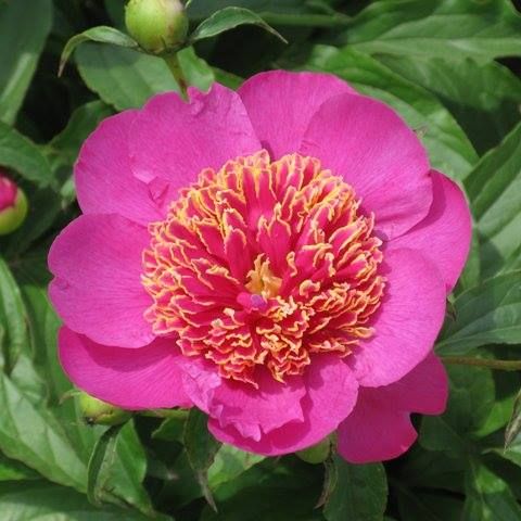 Peony, John Gardner, 3-5 eye, perennial, 2 gallon pot