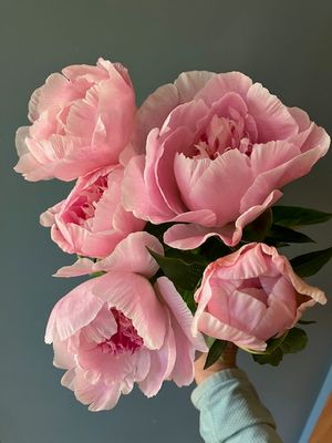 Shop Winter/Spring Flower Subscriptions for 2026