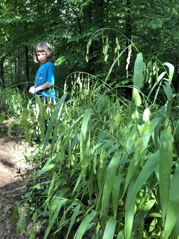 Northern Sea Oats, Chasmanthium Latifolium, NATIVE, perennial, 4" Square pot