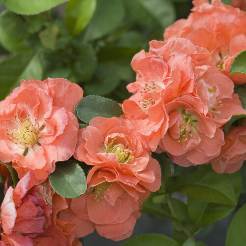 Quince, Chaenomeles speciosa 'Double Take® Peach' Proven Winner, perennial shrub, Gallon Pot