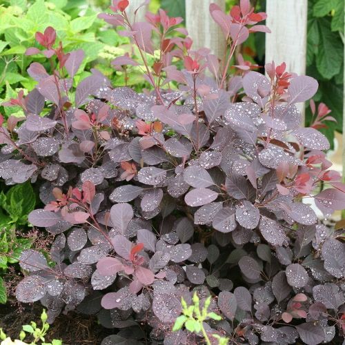 Cotinus, Smoke Bush 'Winecraft Black®' perennial shrub, Proven Winner, Gallon Pot