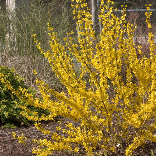 Forsythia, ' Show Off®', perennial shrub, Proven Winner, Gallon Pot