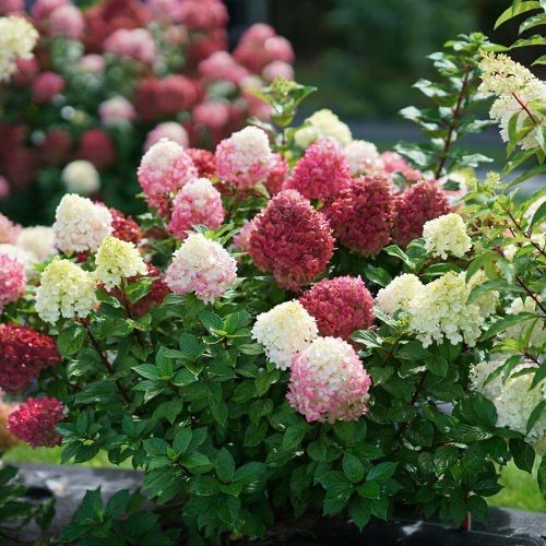 Hydrangea paniculata, 'Little Lime Punch®', perennial shrub, Proven Winner, Gallon Pot