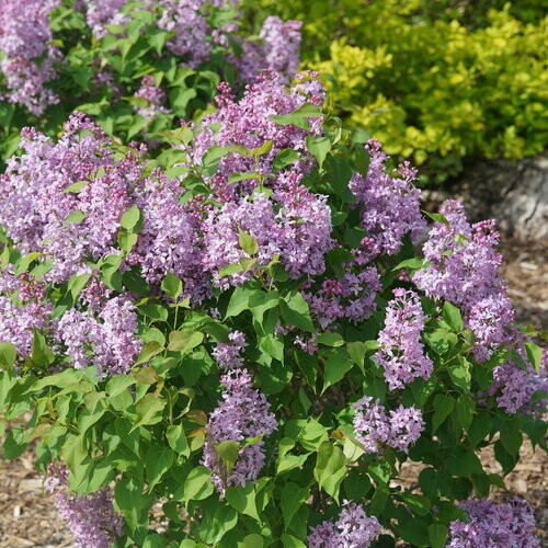 Syringa, Lilac 'Scentara Pura®', Proven Winner, perennial shrub, Gallon pot