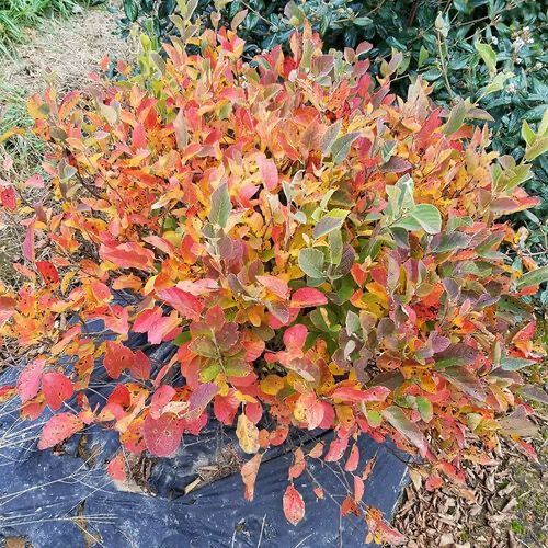 Fothergilla, Bottle-brush, 'Legend of the Small®' NATIVE, perennial shrub, Proven Winner gallon pot