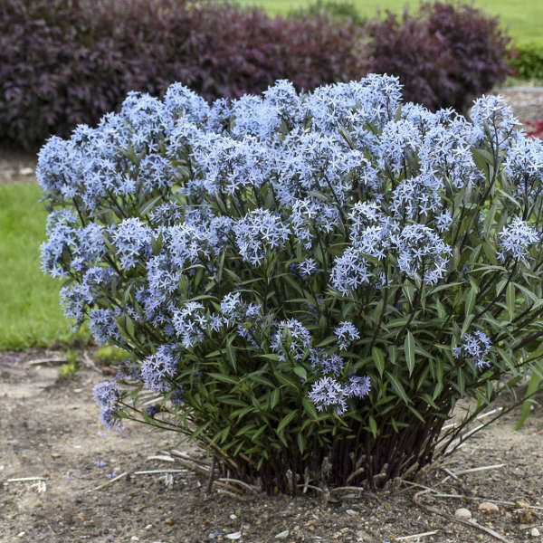 Bluestar, Amsonia 'Storm Cloud', Proven Winner, perennial, NATIVE, gallon pot