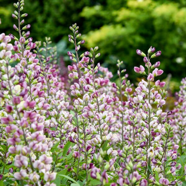 Baptisia, 'Plum Rosy', NATIVE, 2 gallon pot