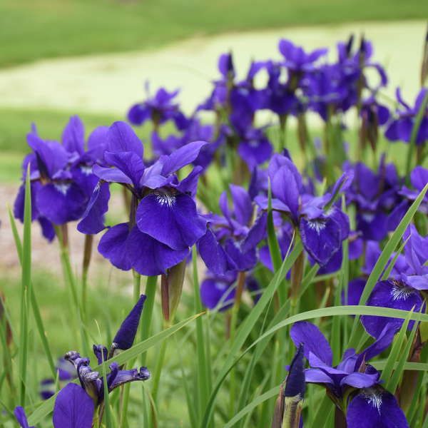 Iris Siberica, 'Caesar's Brother', Siberian Iris, perennial, 1 gallon pot