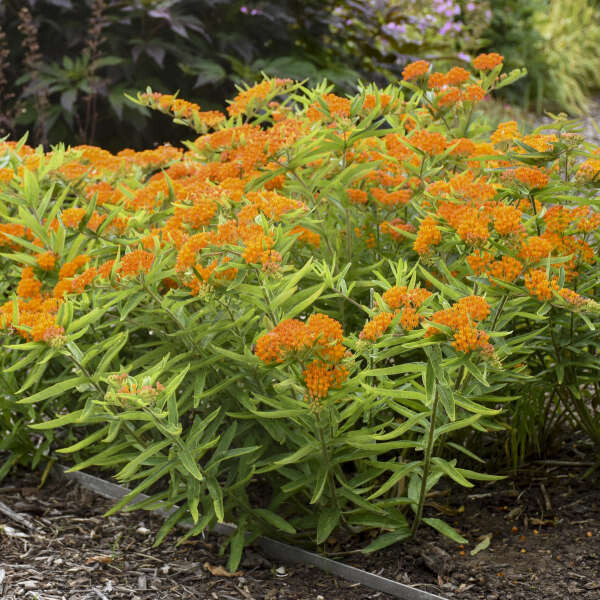 Butterfly Weed, Asclepias tuberosa, NATIVE, perennial, 4" Eco Pot