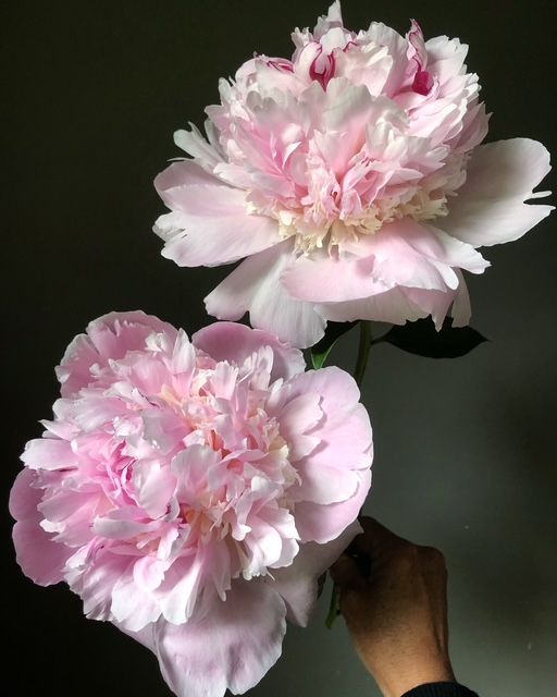Peony, 'Angel Cheeks'', 3-5 eye, perennial, 2 Gallon Pot