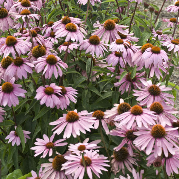 Echinacea, 'Magnus', NATIVE, perennial, 4" Eco Pot