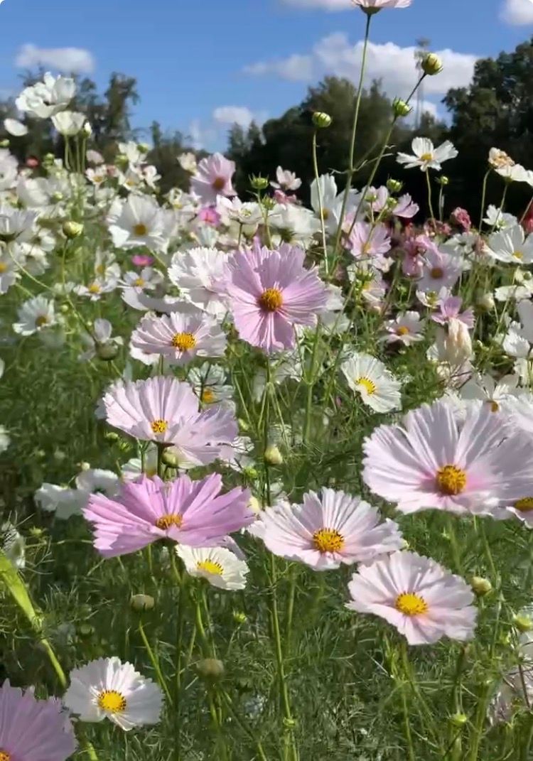 Cosmos 'Cupcakes Blush and White Mix' annual, 2 1/3" Eco Pot