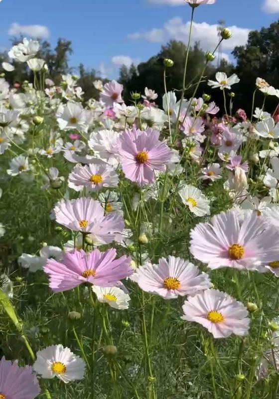 Cosmos 'Cupcakes Blush and White Mix' annual, 2 1/3" Eco Pot
