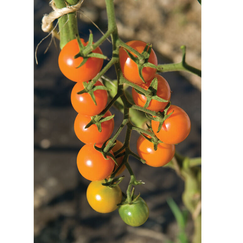 Cherry Tomato, 'Sungold', 4" Eco pot