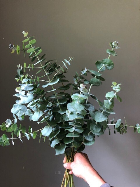 Eucalyptus Baby Blue Spiral, potential perennial, Quart Pot