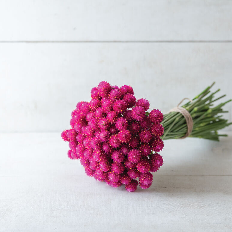 Gomphrena, QIS Carmine (hot pink), annual, 2 1/3" Eco Pot