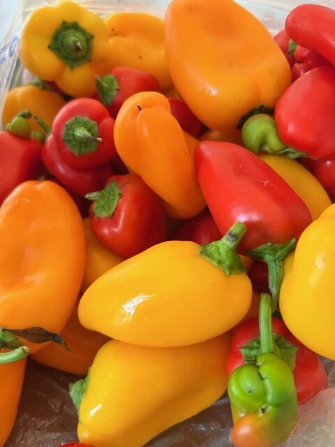 Pepper Plant, Lunchbox Mix, 3 1/8" ECO pot