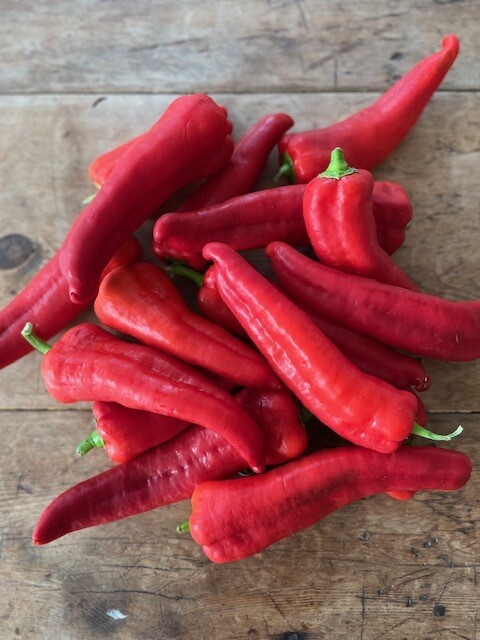 Pepper Plant, Carmen, Sweet Red Corno Di Tori Type, 3 1/8" Eco Pot