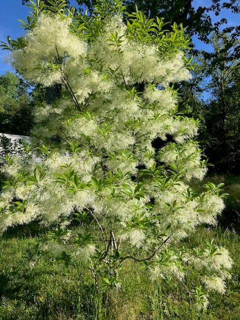 Fringe Tree, NATIVE, gallon pot