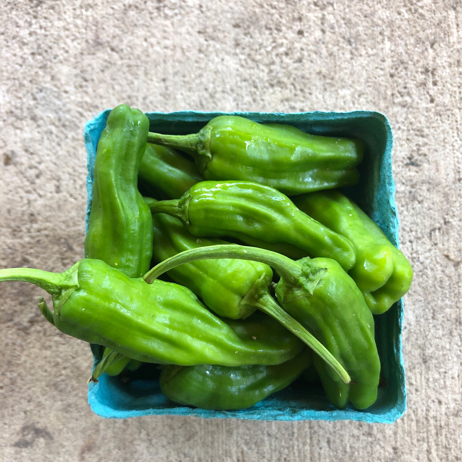 Shishito Peppers, 3 1/8" Eco Pot