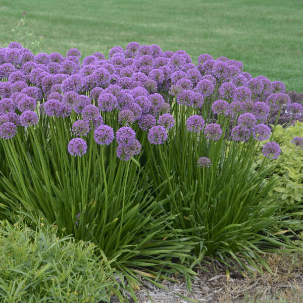 Allium, 'Millenium', perennial, gallon pot