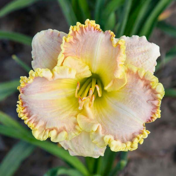 Hemerocallis, daylily 'Singular Sensation', 3/4 gallon pot