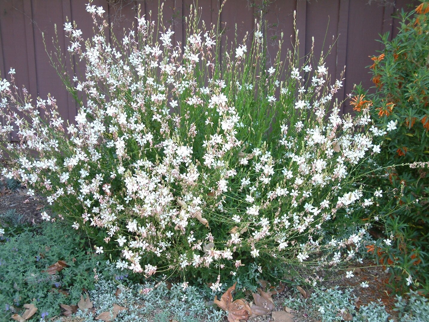 Beeblossom, Gaura lindheimeri, native, perennial, 4" Eco Pot