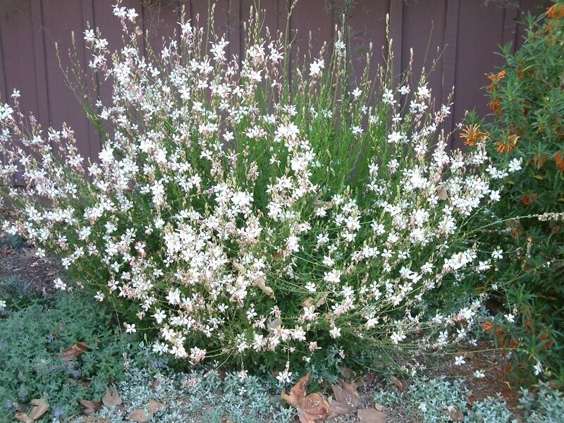 Beeblossom, Gaura lindheimeri, native, perennial, 4" Eco Pot