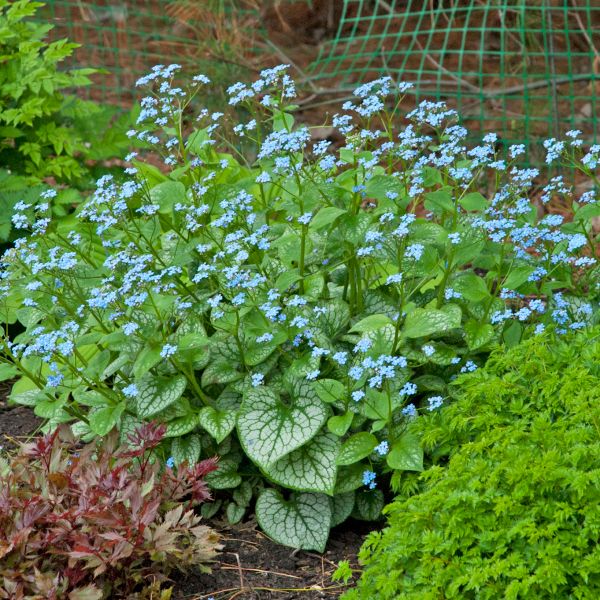 Brunnera macrophylla, 'Jack Frost', shade perennial, 4x4" square pot