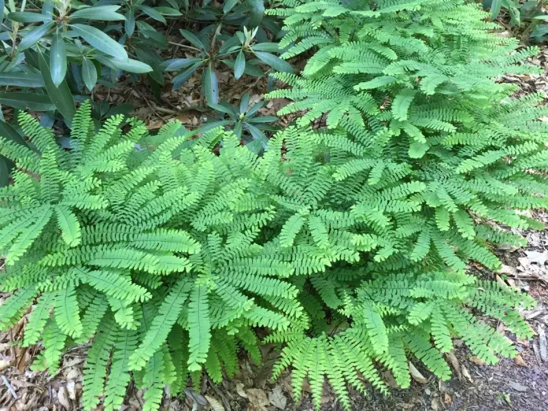 Fern, Northern Maidenhair, Adiatum pedatum, native, shade perennial, quart pot