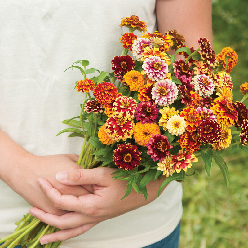 Zinnia, Jazzy, annual, 2 1/3" Eco pot