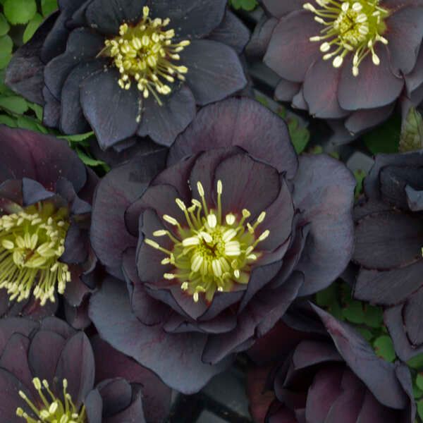 Hellebore, 'Dark and Handsome' WEDDING PARTY® Series, Perennial, Quart Pot