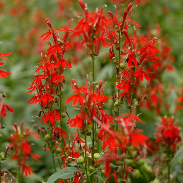 Lobelia cardinalis, Cardinal Flower, NATIVE, Quart Pot