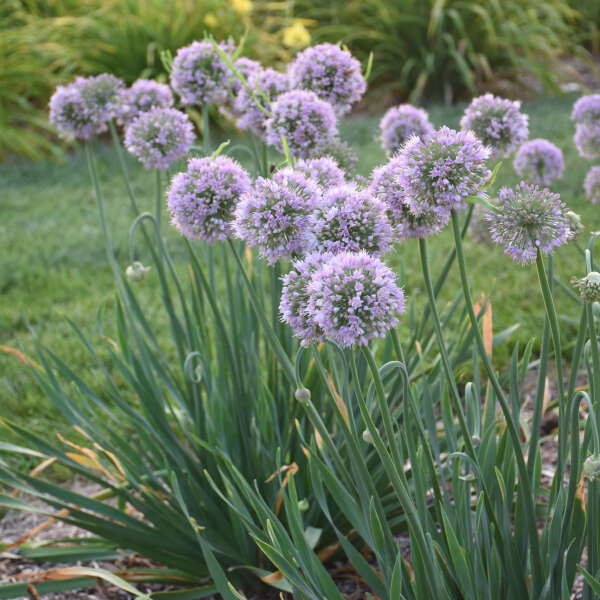 Allium 'Bubble Bath,' perennial, Gallon Pot