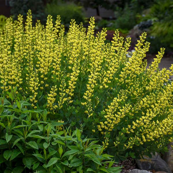 Baptisia 'American Goldfinch,' NATIVE, Proven Winner, perennial, 2 Gallon Pot