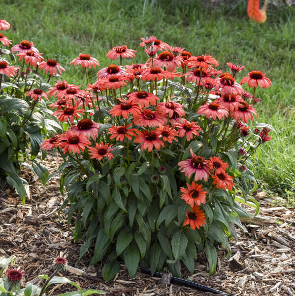 Echinacea 'Tanager,' NATIVE cultivar, perennial, 4" Eco Pot