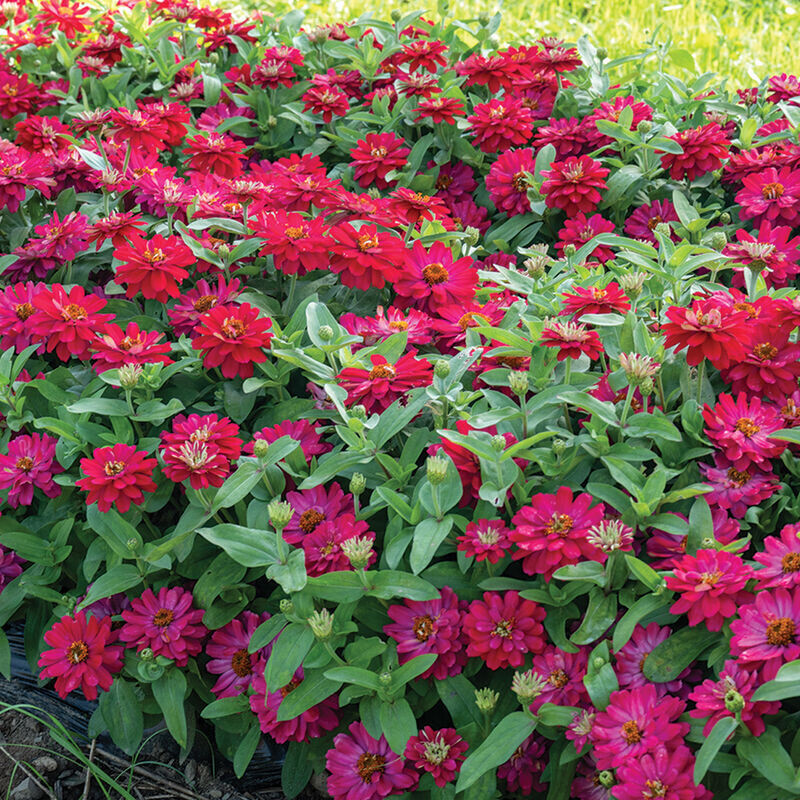 Zinnia, 'Double Zahara™ Cherry,' annual flower, 2 1/3" Eco Pot