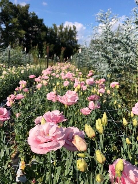 Lisianthus, Arena Rose, annual flower, 3 1/8" Eco Pot