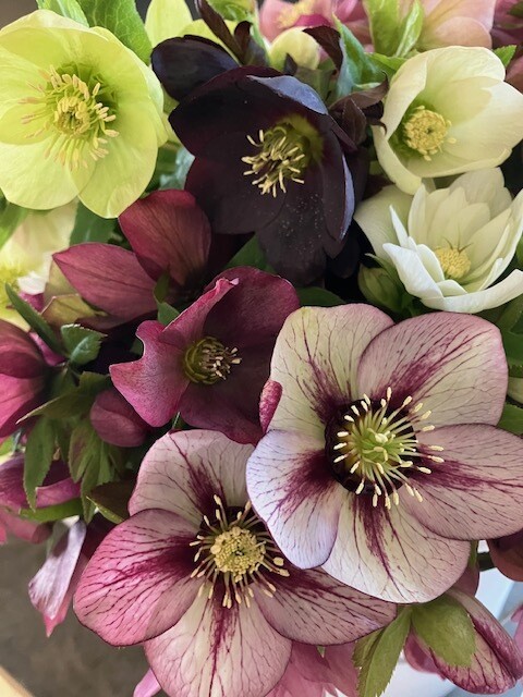 Hellebore 'Bluebird Mix' Plant, shade perennial, Quart Pot