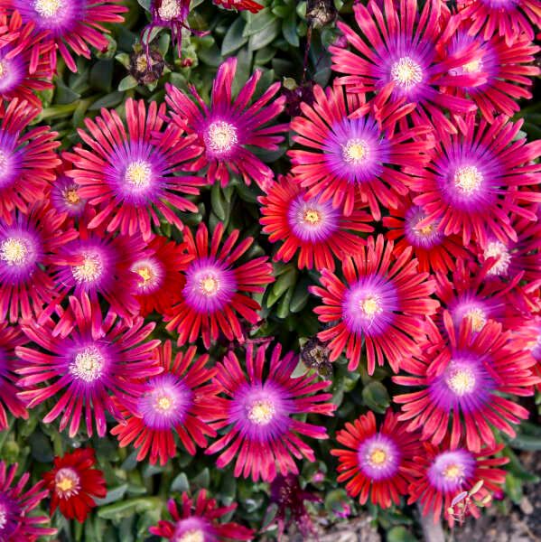 Delosperma, 'Razzle Dazzle' Hardy Ice Plant, Proven Winner, ground cover, quart pot