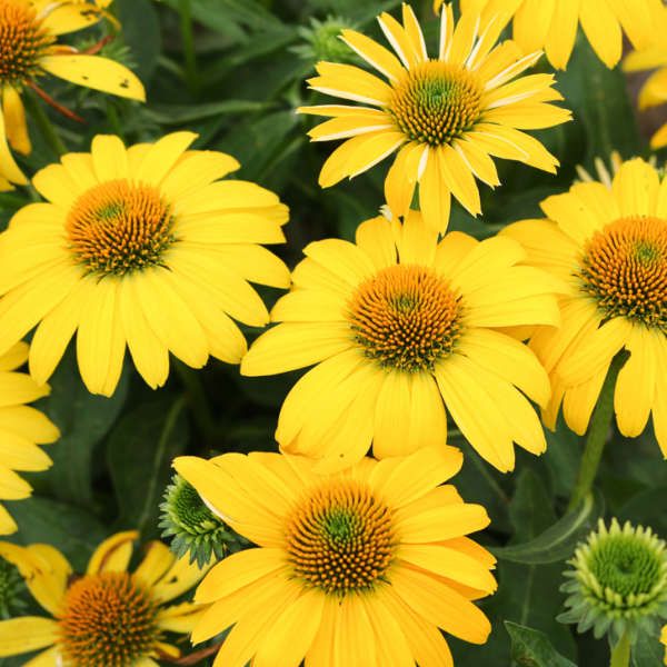 Echinacea, 'SOMBRERO® LEMON YELLOW IMPROVED', NATIVE cultivar, perennial, 4" Eco Pot