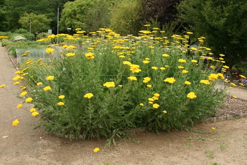 Yarrow, Achillea 'Cloth of Gold,' perennial, 4" Eco Pot