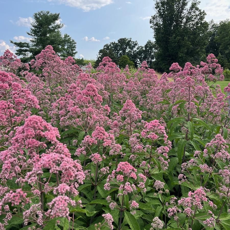 Joe Pye, Eupatorium fistulosum 'Jo Jo', NATIVE, perennial, quart pot