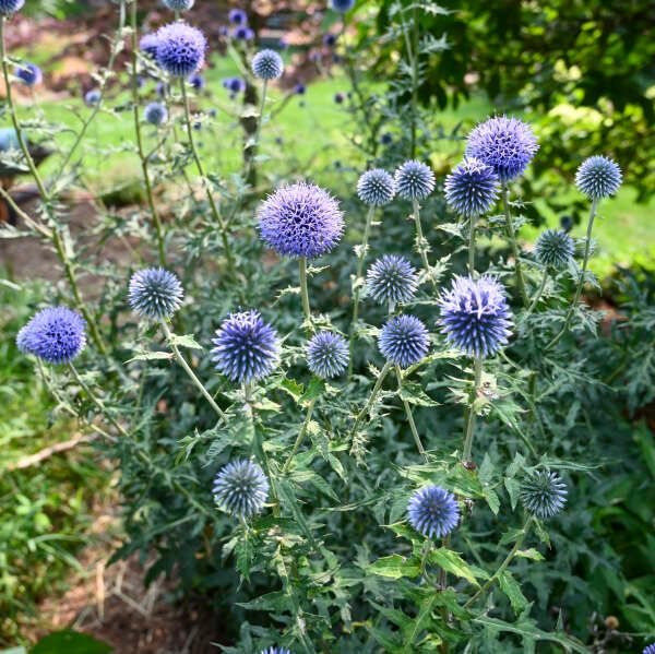 Globe Thistle, Echinops bannaticus, 'Blue Glow', perennial, 4" Eco Pot