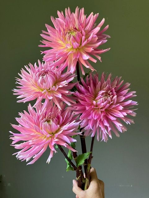 HollyHill Cotton Candy Dahlia Tuber