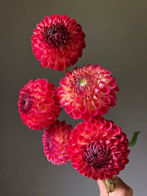 Camano Mordor Dahlia Tuber