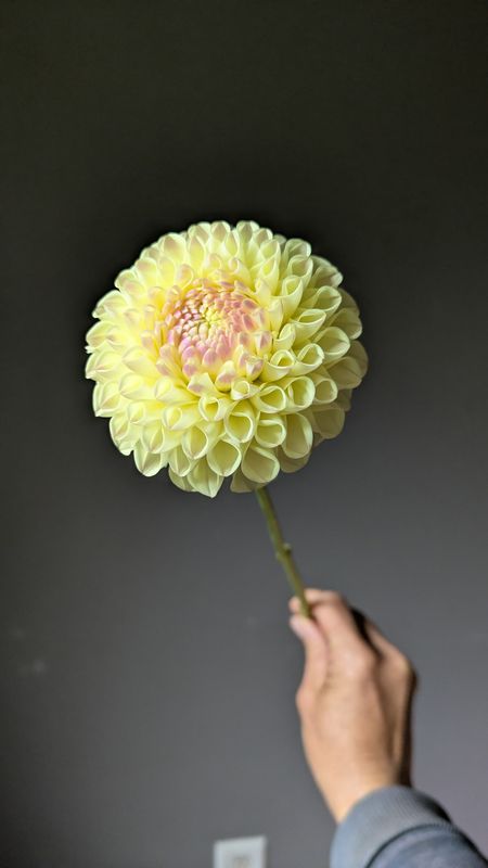 Mystery Yellow Dahlia Tuber