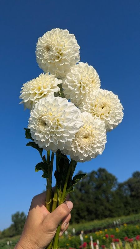 Irish Ruffles Dahlia Tuber